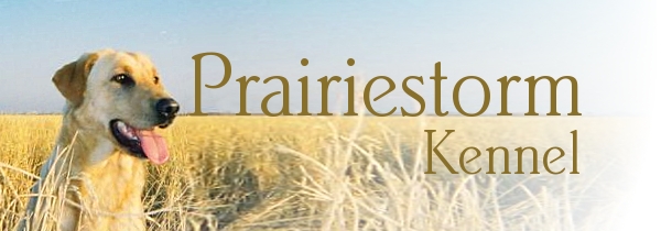 Prairiestorm Kennel Logo